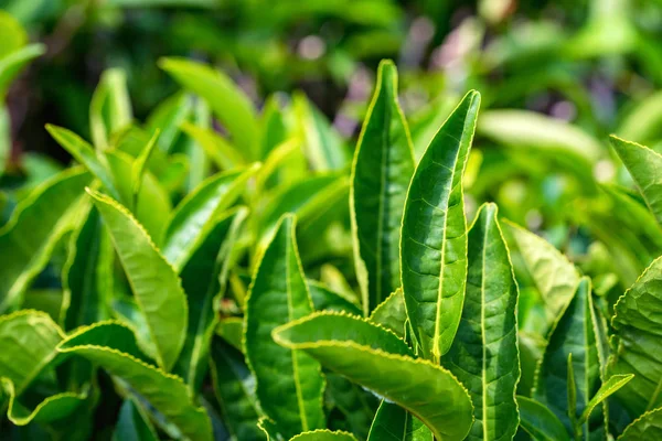 Fermer les feuilles de thé vert dans une plantation de thé — Photo