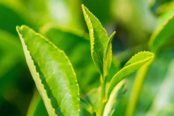 Fermer les feuilles de thé vert dans une plantation de thé — Photo
