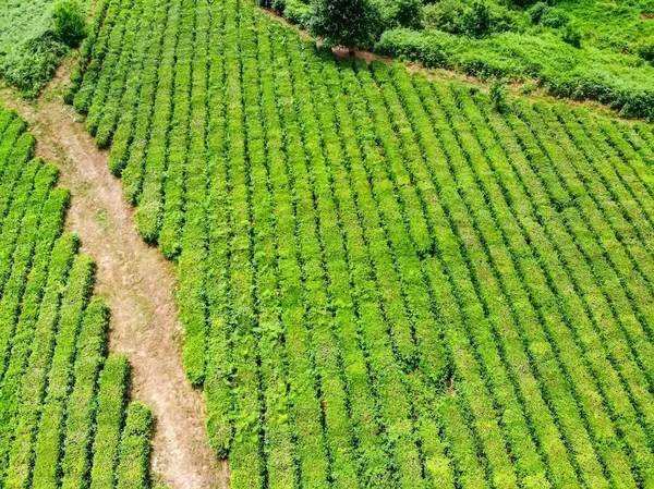 Bovenaanzicht van groene thee plantage genomen door DJI camera — Stockfoto