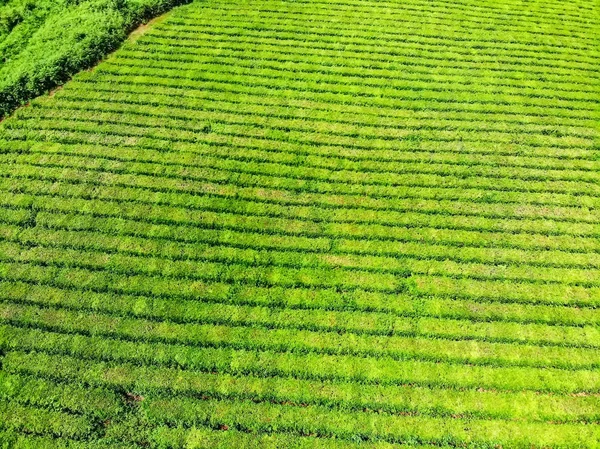 Widok z góry zielonej herbaty plantacji podjęte przez kamerę DJI — Zdjęcie stockowe