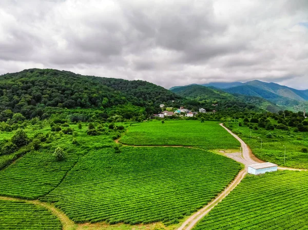 Вид зверху на плантацію зеленого чаю, зроблену камерою DJI в похмуру погоду — стокове фото