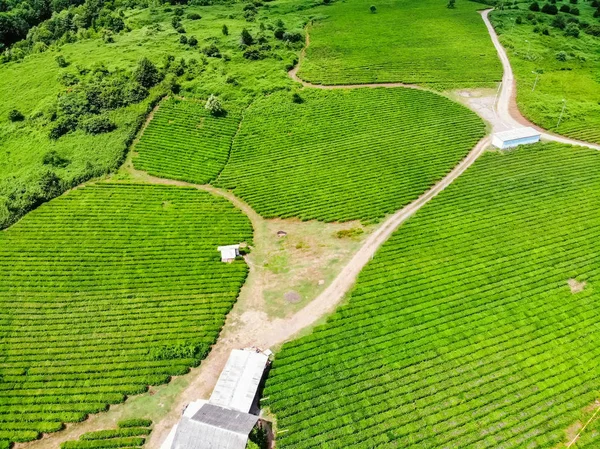 Верхній вид плантації зеленого чаю прийняті Dji камери — стокове фото