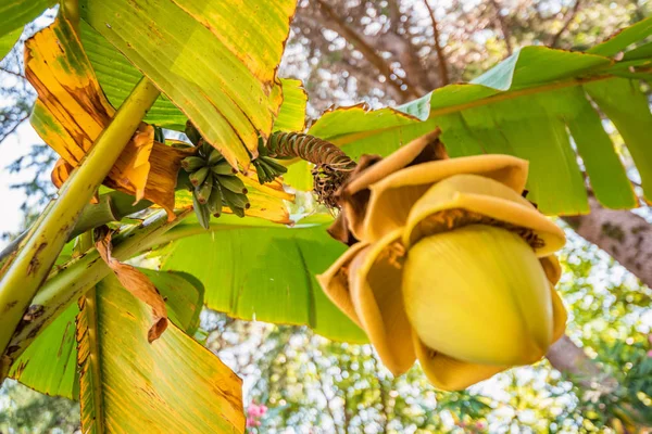 Bottom View cluster van bananen fruit opknoping van de boom — Stockfoto