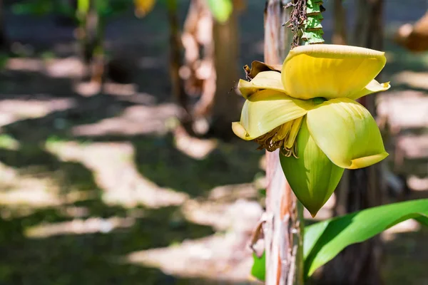 Cerrar vista racimo de frutos de plátano inmaduros colgando del árbol — Foto de Stock