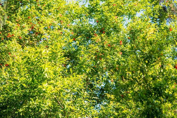 Romã verde árvores com flores no jardim — Fotografia de Stock