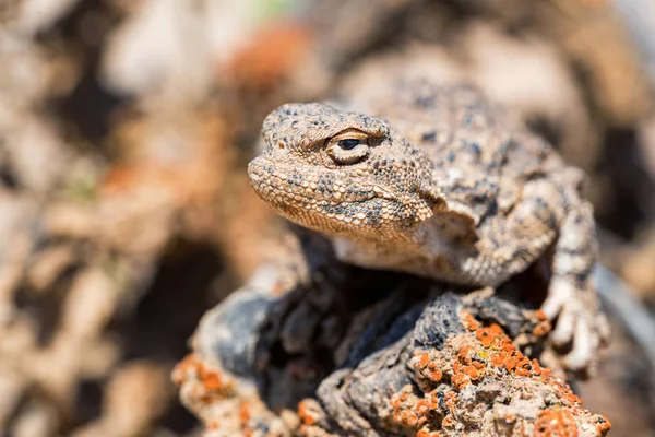 Retrato próximo de Phrynocephalus helioscopus agama na natureza — Fotografia de Stock