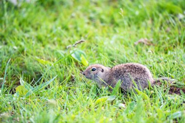 Rusya 'da çim dağ Kafkas Gopher veya Spermophilus musicus.