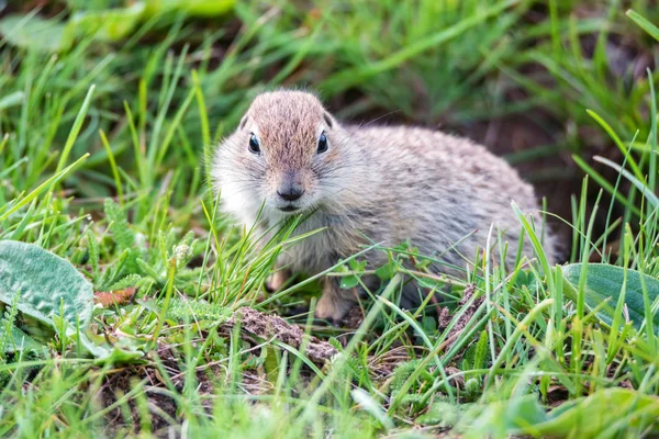 Hora Kavkazský Gopher nebo Spermophilus Musicus v trávě v Rusku. — Stock fotografie