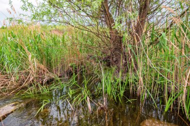 Nehir kıyısında baston ile huzurlu kırsal resim