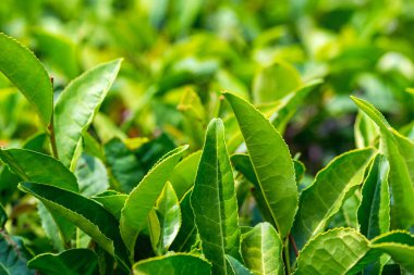 Çay tarlasında yeşil çay yaprakları yakın yukarı