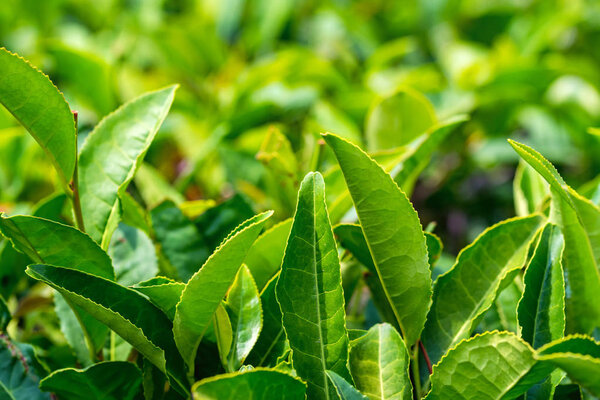 Close up green tea leaves in a tea plantation