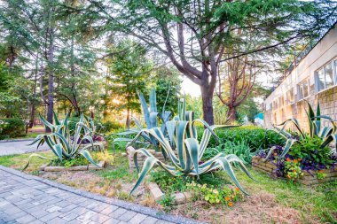 Egzotik succulent bitki Agave büyüyen Park