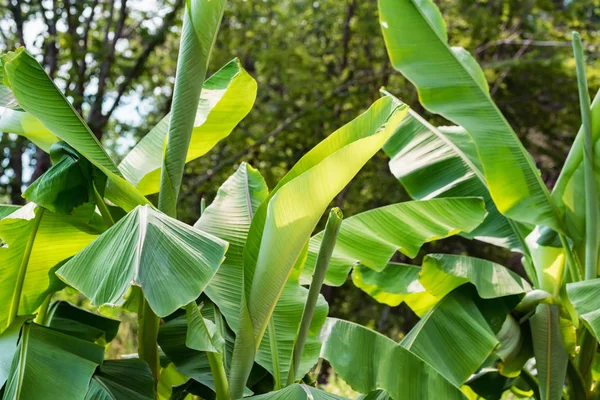 Zbliżenie zielone liście bananowca growinf w parku — Zdjęcie stockowe