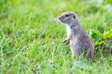 Rusya 'da çim dağ Kafkas Gopher veya Spermophilus musicus.