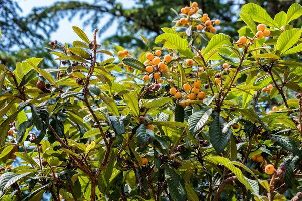 Close-up Bright Loquat vruchten of Eriobotrya japonica op boom. — Stockfoto