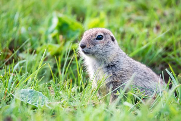 Hora Kavkazský Gopher nebo Spermophilus Musicus v trávě v Rusku. — Stock fotografie