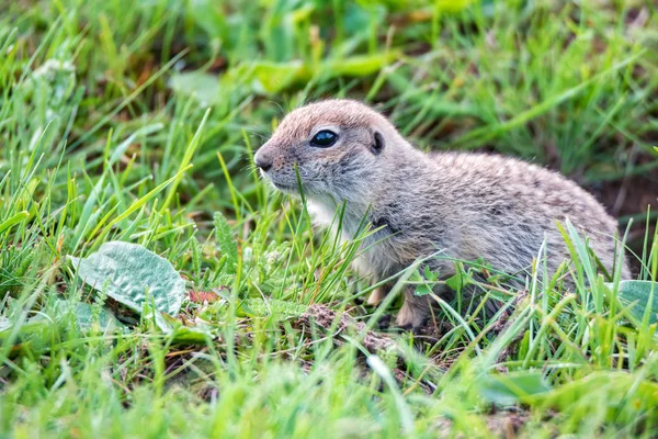 Hora Kavkazský Gopher nebo Spermophilus Musicus v trávě v Rusku. — Stock fotografie