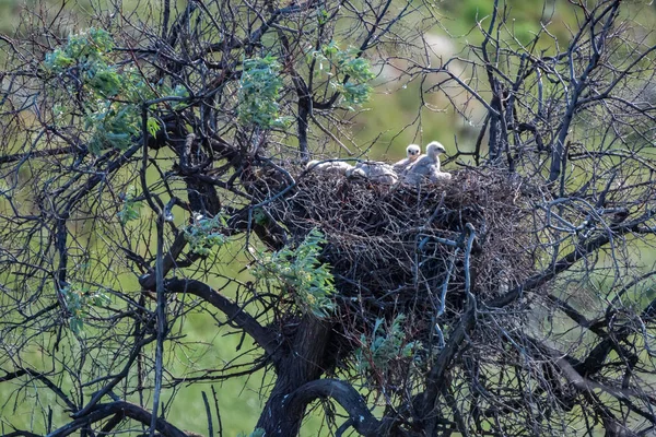 Гнездо длинноногого головастика или буйруфина на дереве с птенцами — стоковое фото