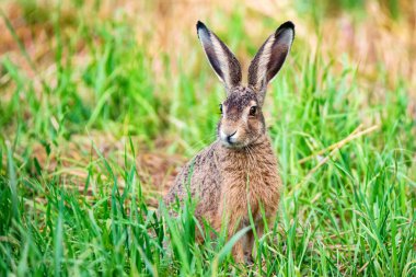 Uyarı Avrupa tavşan veya Lepus europaeus bir çayır oturur