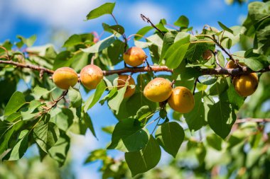 Ağaç dalı üzerinde taze olgun kayısı yakın
