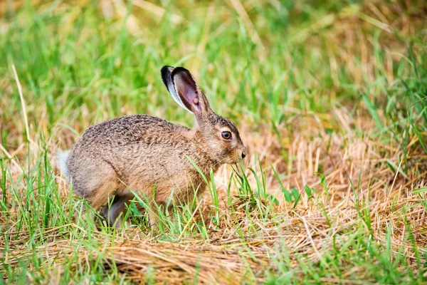 Le lièvre européen ou Lepus europaeus saute dans une prairie — Photo