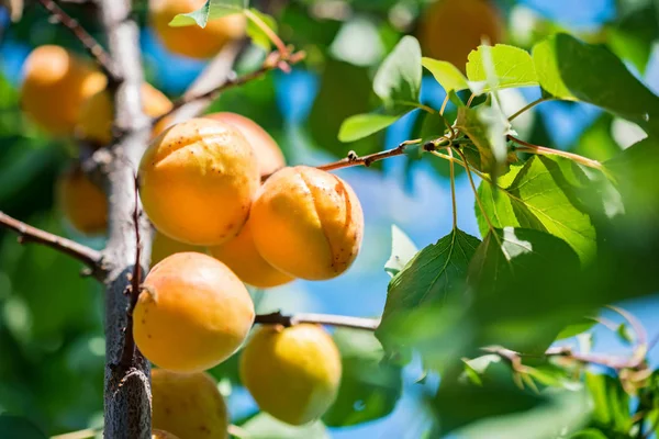 Fresh ripe apricots on tree branch close up — Stock Photo, Image