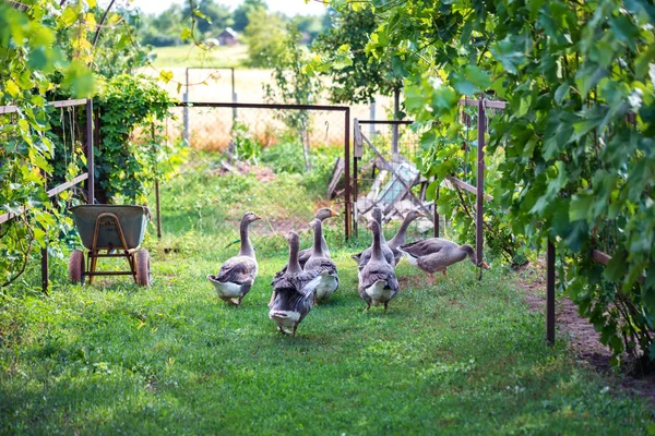 Több hazai libák séta a kertben — Stock Fotó
