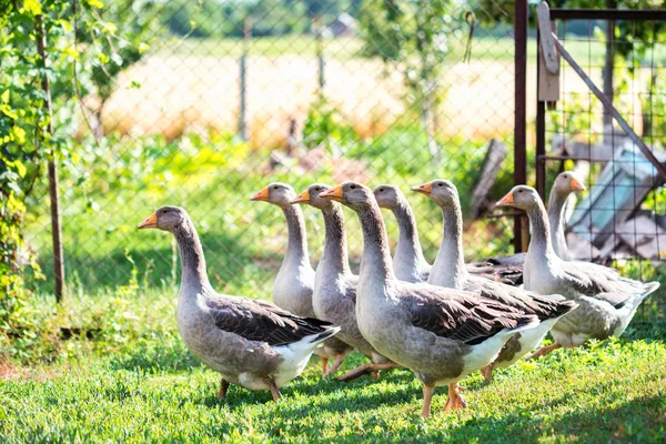 Vários gansos domésticos andando no quintal — Fotografia de Stock