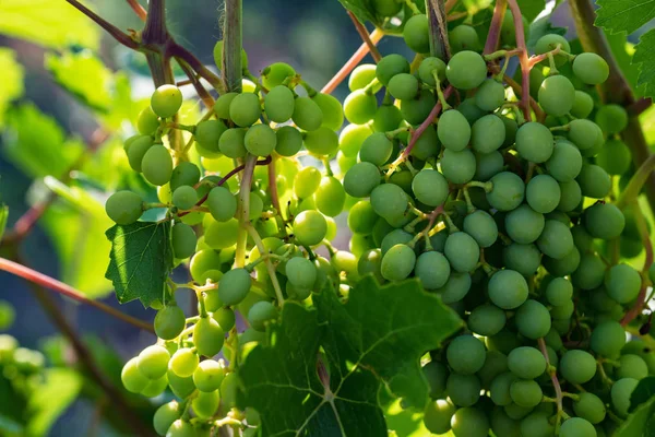 Asma açık havada olgunlaşmamış yeşil üzüm Demet