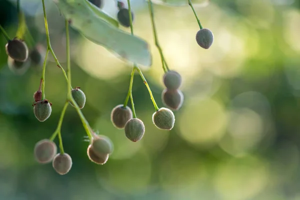 Close up unripe fruit of Linden tree — Stock Photo, Image