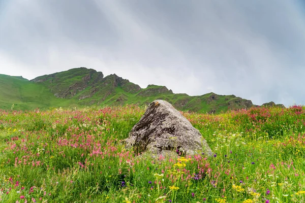 Una sola roca en floreciente prado de montaña. Pastos verdes — Foto de Stock