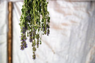 Tavan arasında kuruyan adaçayı veya Salvia officinalis yakın