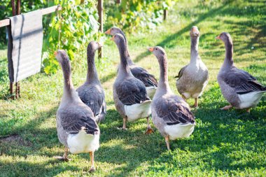 Yaz aylarında arka bahçede yürüyen birkaç yerli kaz