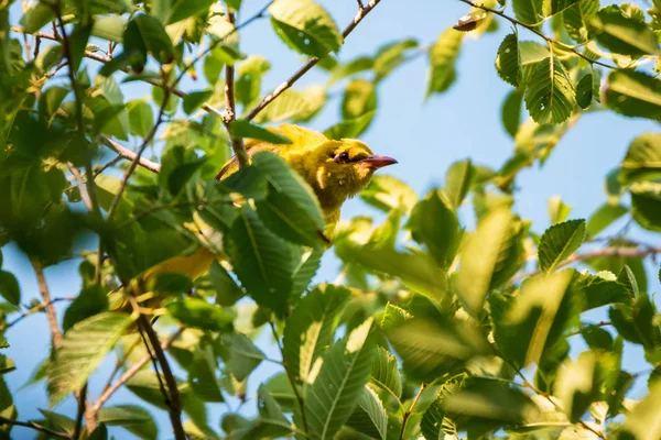 Młody Eurasian Golden Oriole lub Oriolus Oriolus na gałęzi drzewa — Zdjęcie stockowe