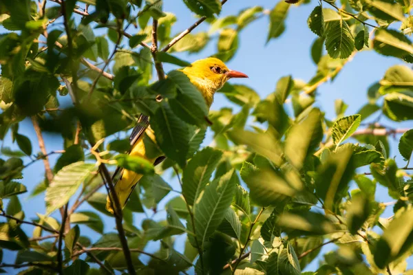 Young Eurasian Golden Oriole or Oriolus oriolus on tree branch — Stock Photo, Image