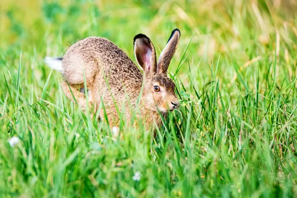 欧洲野兔（Lepus europaeus）在草地上跳跃 — 图库照片