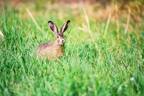 警惕的欧洲大兔或勒普斯欧罗巴乌斯坐在草地上 — 图库照片