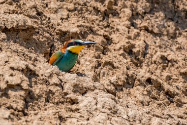 Egzotik kuş Avrupa arı kuşugiller veya arı kuşu apiaster algılamak rock delik yakınlarında