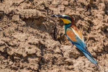 Egzotik kuş Avrupa arı kuşugiller veya arı kuşu apiaster algılamak rock delik yakınlarında