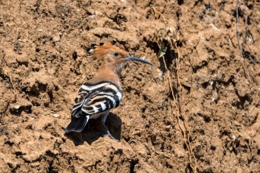 Kuru kaya üzerinde ortak hoopoe veya Upupa epops