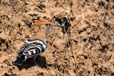 Kuru kaya üzerinde ortak hoopoe veya Upupa epops