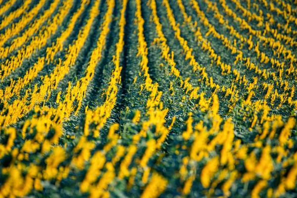 Zijaanzicht van rijen zonnebloemen bloeiend in het veld — Stockfoto