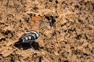 Kuru kaya üzerinde ortak hoopoe veya Upupa epops