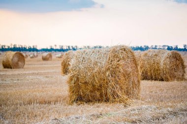 Kırsal alanda büyük yuvarlak samanlıklar