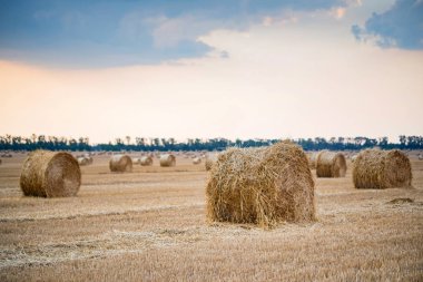 Kırsal alanda büyük yuvarlak samanlıklar