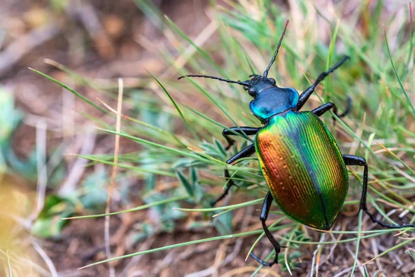 Ot yakın nadir Galosoma sycophanta bettle — Stok fotoğraf