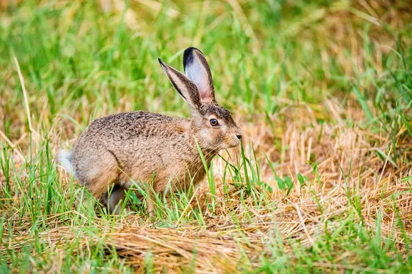 欧洲野兔（Lepus europaeus）在草地上跳跃 — 图库照片