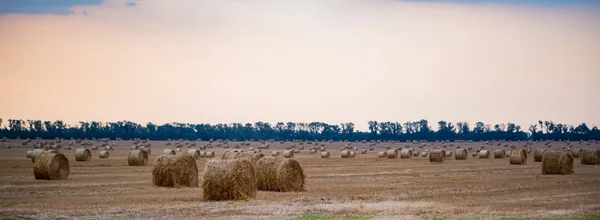 Panoráma a nagy kerek kazlak a területen a vidéken — Stock Fotó