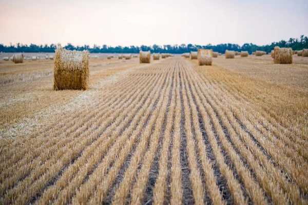 Grandes meules de foin rondes sur le terrain à la campagne — Photo