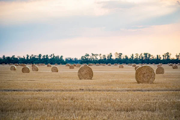 Grandes pajar redondo en el campo en el campo —  Fotos de Stock